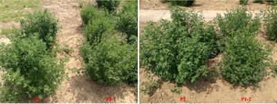 Accuracy of genomic selection for alfalfa biomass yield in two full-sib populations